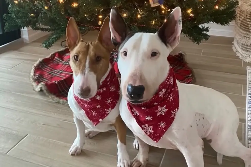 Heroic dog overcomes adversity after hurricane milton rescue